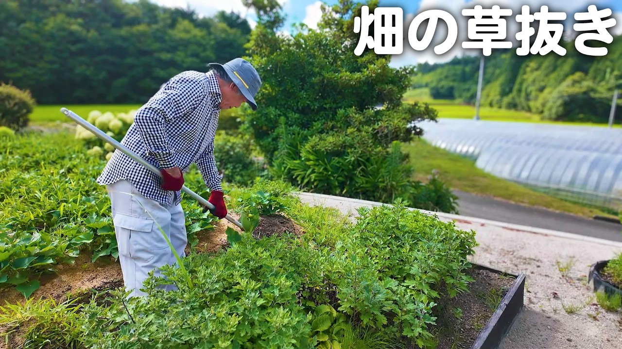 【田舎暮らし】畑の草が凄いので夫婦で草抜き頑張りました！【山口県のvlog】