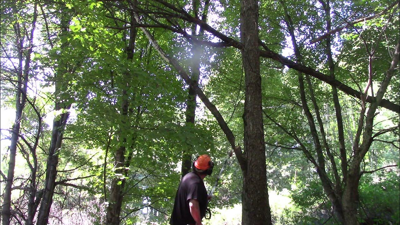 Cutting Dangerous trees widow maker with Stihl KM 131 Kombi pole saw W