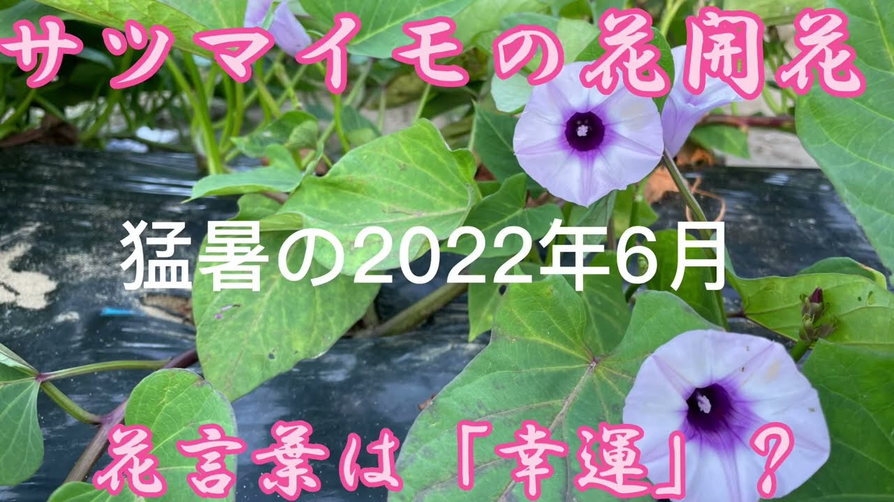サツマイモの花が開花しました 時期としては異常です 空梅雨 猛暑が原因か Youtube サツマイモの花が開花しました 時期としては異常です 空梅雨 猛暑が原因か Youtube