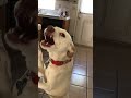Shiro and Charlie (RIP)