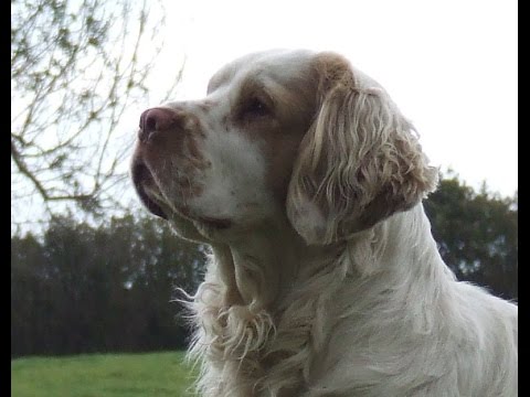 Clumber Spaniel - Raza de Perro Clumber Spaniel. Origen, Características, Alimentación, Cuidados Y Curiosidades