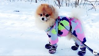 ШпИц В НОВЫХ БОТИНКАХ✔️ ДО СЛЕЗ ШпИц В НОВЫХ БОТИНКАХ✔️ ДО СЛЕЗ