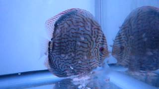 熱帯魚ディスカスの専門店 - ディスクアンドディスク