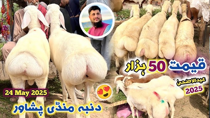 Qoshnini jinsiy aloqaga jalb qilish uchun onlayn tomosha qiling.