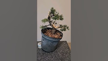 Quick recap on how to make a Bonsai from a pine🌲 #bonsai #recap #fyp #fy #trending #viral #wire