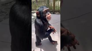 Teaching Chimpanzee To Walk! #Shorts