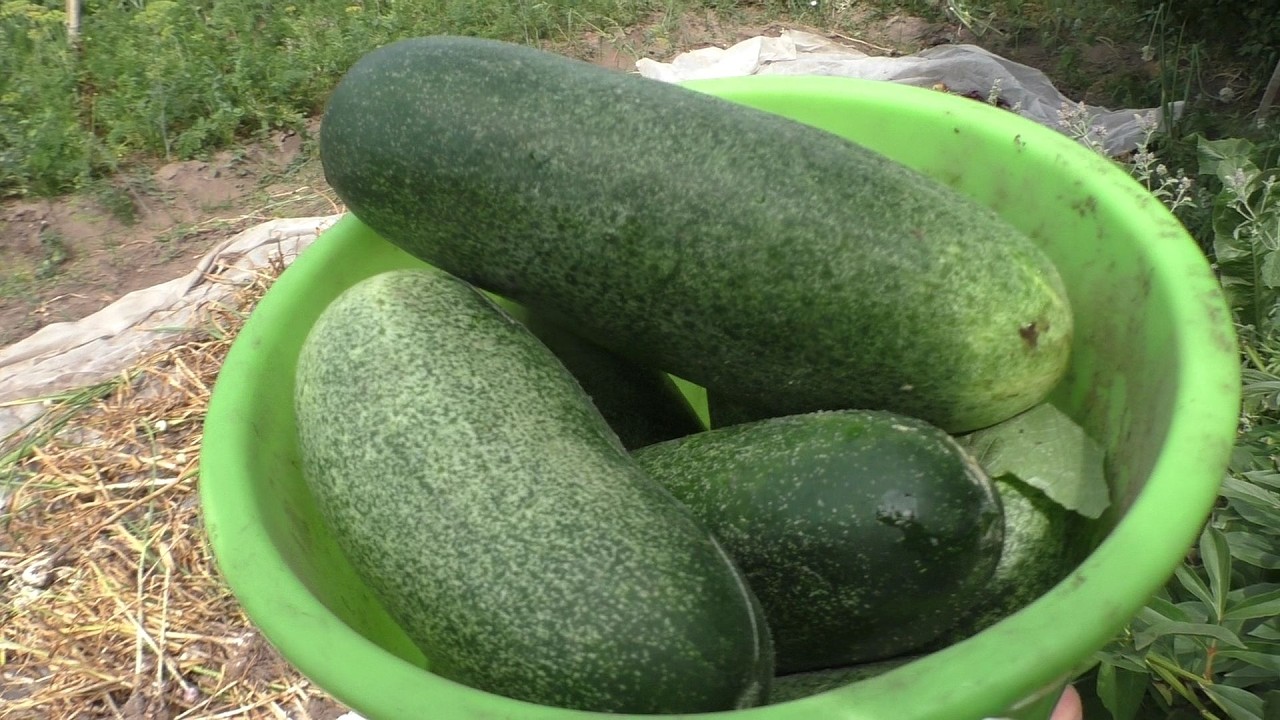 Пошёл в огород И НАШЁЛ ХРЕНОВИНУ! Огородная жизнь! УРОЖАЙ!!!