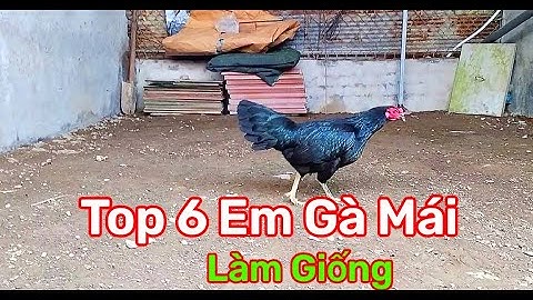 16/11/2025 , Top 6 Em Gà Mái làm Giống || TG Nguyễn Tài Long Xuyên #121