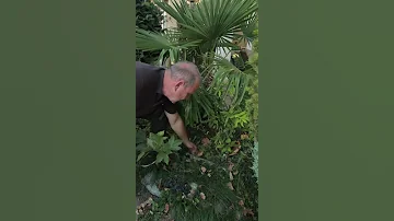 Пальма Трахикарпус Форчуна
