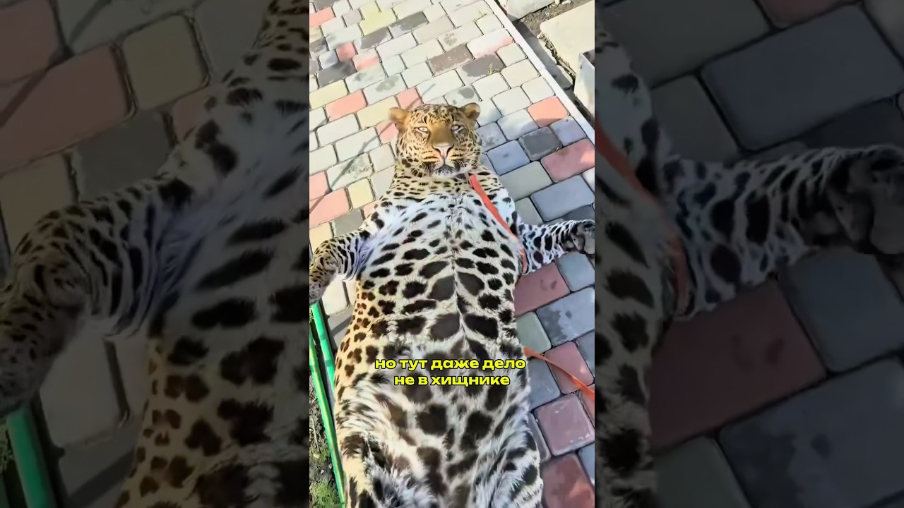 Упитанный леопард из Сочи