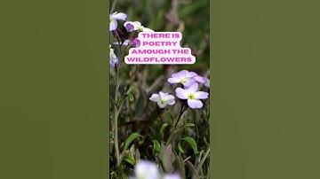 Thumbnail of Wildflowers are beautiful #DollyParton #shorts #wildflowers