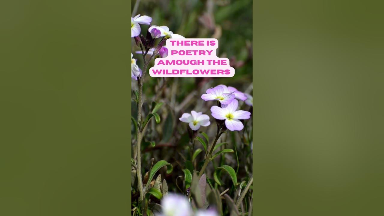 Wildflowers are beautiful #DollyParton #shorts #wildflowers Wildflowers are beautiful #DollyParton #shorts #wildflowers