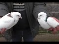 КОЛЛЕКЦИЯ БОЙНЫХ ГОЛУБЕЙ В МОСКВЕ !!!  fighting pigeons,  schlachttauben,savaş güvercinleri.
