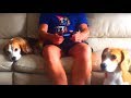 Cute Dogs Destroy My Webshop Items : Louie &amp; Marie The Beagles