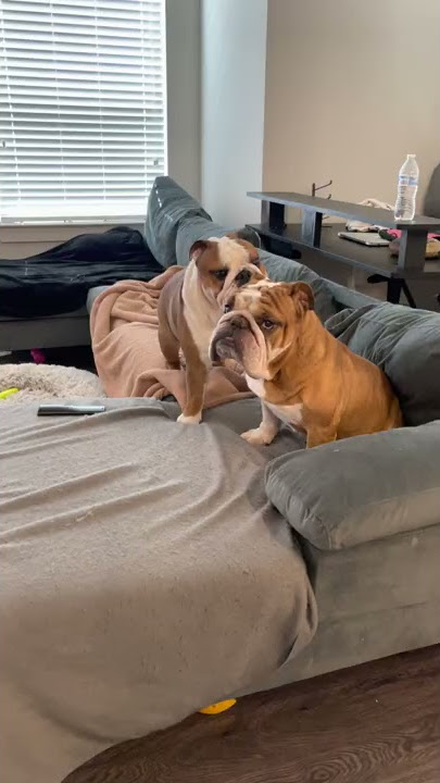 Bulldog Brothers || ViralHog