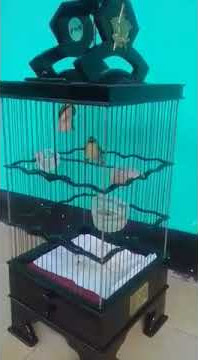 Pleci isian kenari,glatik