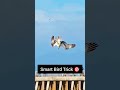 Smart Bird Uses Bait to Catch Fish! 🐟🔥 #Wildlife #Nature #Birds #Eagle #Fishing