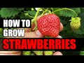 How to grow strawberries  the definitive guide