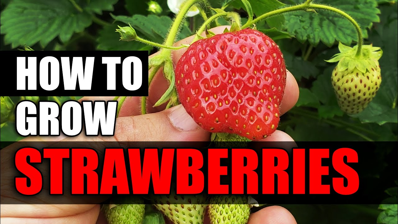 How To Grow Strawberries - The Definitive Guide