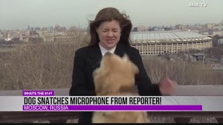 MUST SEE: Dog snatches microphone from reporter!