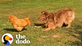 Rooster Loves Chasing This Big Dog  | The Dodo Odd Couples