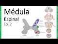 Médula Espinal - Sustancia Gris, Sustancia Blanca y Vías Ep. 2  | DrGregGarza