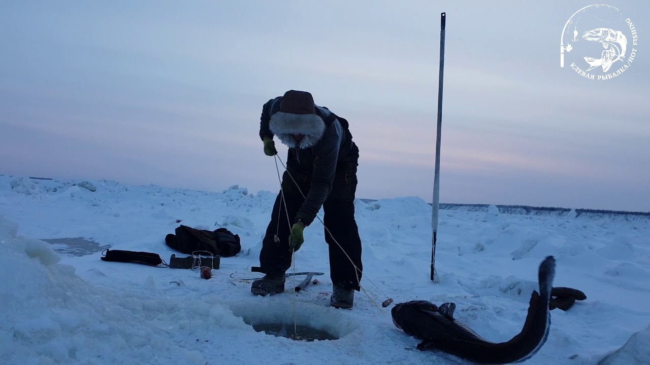 Проверка перемета на  налима с коллегой! Lena river Yakutia