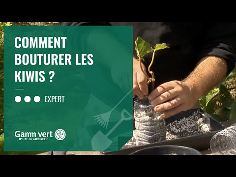 Vidéo: Propagation des boutures de kiwi - Quand et comment faire pousser des plants de kiwi à partir de boutures