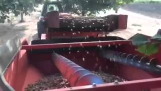 Hazelnut Harvest 2015