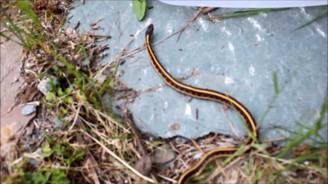 leopard geckos as pets Herping Find! Red Sided Garter Snake