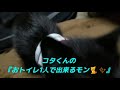 障害子猫の闘病日記⑯