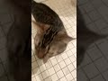 His Name Is Simba Fypviral Recommended His Name Is Simba Fypviral Recommended