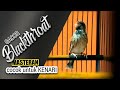 Masteran Blackthroat Gacor Untuk Kenari Paud Pancingan Blackthroat Belajar Bunyi Mp3 - Mp4 Download