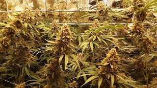 Harvest Time and Giveaway