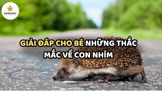 GIẢI ĐÁP CHO BÉ NHỮNG THẮC MẮC VỀ CON NHÍM