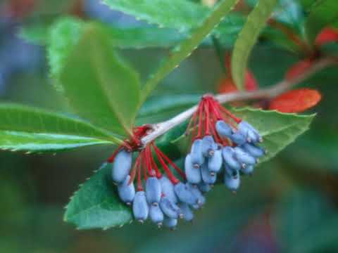 Videó: Escallonia Plant Care – Hogyan neveljünk Escallonia cserjéket