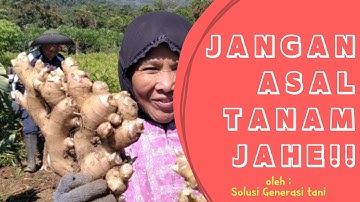 Cara Bertani Jahe - part 2 (memilih bibit jahe)