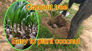 Easy to Coconut plant | Simple Living