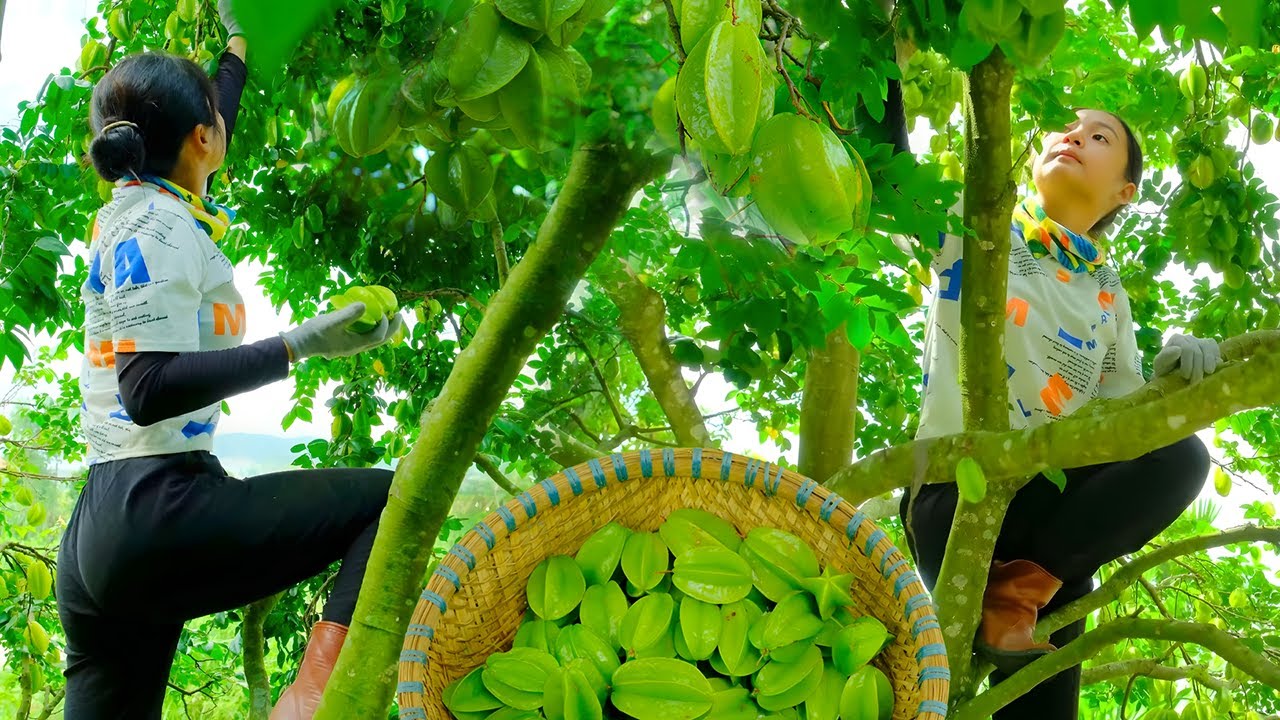 Harvesting Giant Starfruit for Market Sell | Fresh Farm-to-Table Fruits & My Busy Market Day Routine