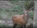 Sudecka Ostoja 38/2020. Rykowisko część 1. Polowanie na jelenie. Hunting Red Stag in Poland