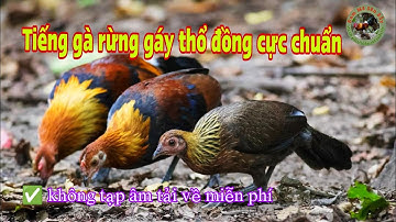 Tiếng gà rừng gáy giọng thổ đồng cực hay @dammesanbay