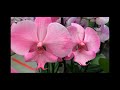 Распродажа орхидей от 99 руб в Бауцентре 6 февраля 2021 г. Мультифлоры, зиги, камбрии, цимбы)