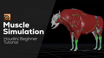 Muscle Simulation in Houdini | Houdini Tutorial