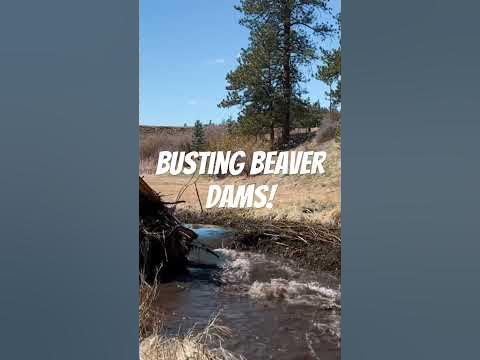 Busting Beaver Dams with a Backhoe - YouTube