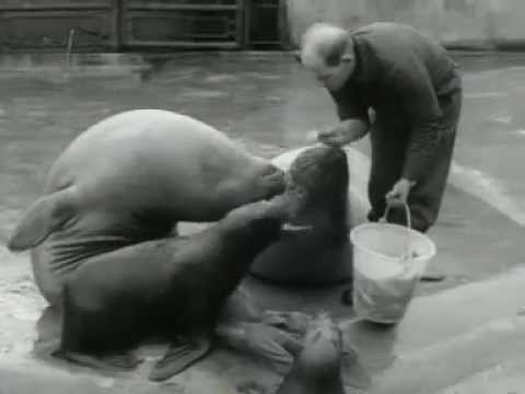 Video: Hoe Is De Tentoonstelling Van Dakloze Dieren?