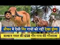 पालियाड की अद्भुत 650 बल्कन नस्ल की गिर गाय | Top oldest gir breed of balkan gir gaushala paliyad