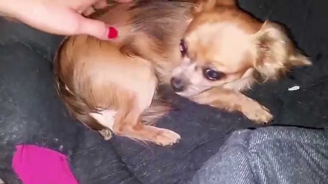 Epileptischer!? ) Hund - Chihuahua - Dog with Seizure YouTube