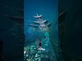 Exploring a Stunning Underwater Palace 🏯🌊You Won’t Believe This Place Exists! 😱