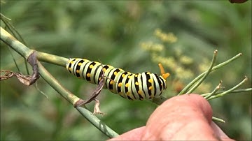Swallowtail Caterpillar Osmeterium
