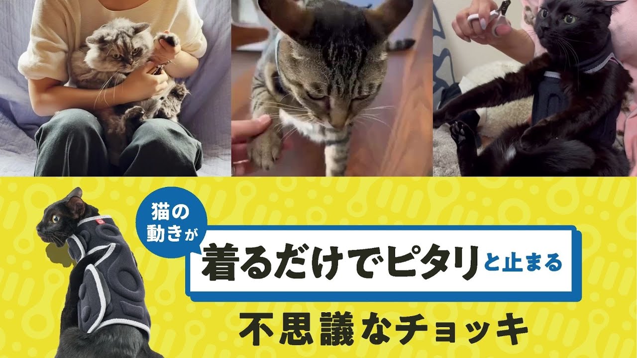 にゃんケアチョッキ - YouTube